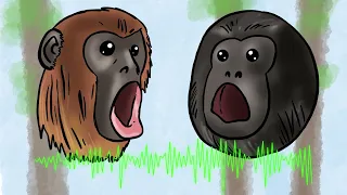 What does a Howler Monkey sound like? Fun facts about Howler Monkeys