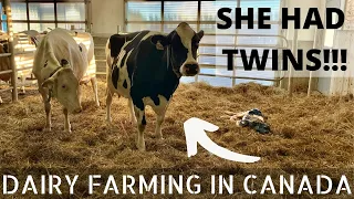 This Cow Had Twins / PULLING OFF CALF!