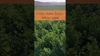 Беда уруғи  🌿Эмиляно🌿 (Италия). Сотувда бор +998993280080