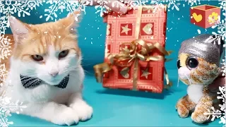 Cute cat part five 5 | Pet Christmas presents | Bellboxes Simba aww |  Funny friendly animals