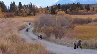 435 Holly's adopted yearling chases subadult bear 500