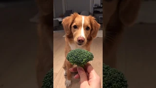 Dog Moxie doing a burrito for broccoli!