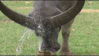 Rescued Buffalos Enjoy Cooling Off in the Water Fountain - ElephantNews