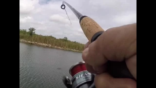 Largemouth bass caught in southern big cypress
