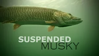 Suspended Musky — Angling Edge TV