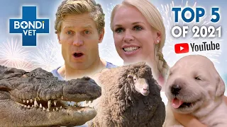 Top 5 Stories of 2021 🙌 | Bondi Vet Compilation | Bondi Vet