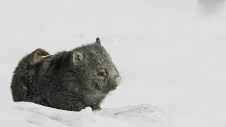 Cute Baby Wombat finds some Food | Seven Worlds, One Planet | BBC Earth
