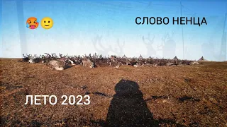 ЖИЗНЬ В ТУНДРЕ  " ОЛЕНЕВОДСТВО " 5 СЕРИЯ "ЛЕТО 2023 🥵🙂👍