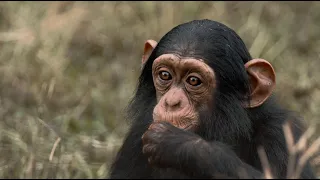 Trailer: The Chimp Island | A Documentary Short