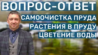 Создание экосистемы в пруду. Советы по обслуживанию пруда и рыбоводству