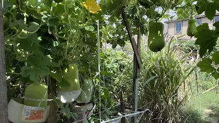 Tour of a Typical Vietnamese Vegetable Garden