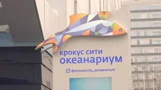 Открытие «Крокус Сити Океанариума»