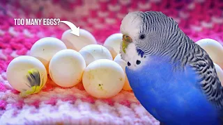 Budgie Laying Too Many Eggs