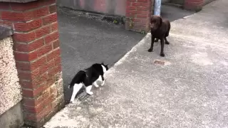 A big dog is scared of my cat Bento!