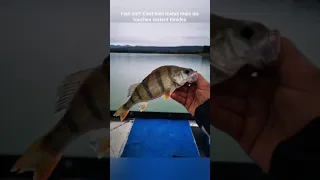 Pêche de la perche avec mon nouveau garmin livescope lvs32 en pleine tempête