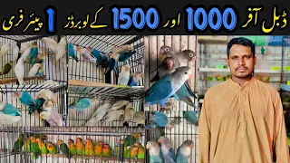 1000 or 1500 ky 😱albino, parblue, Blue fishre || Ak pair free 🥵#viralvideos #collegeroadrawalpindi