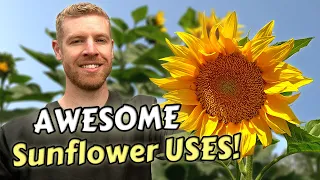 7 Ways To Eat & Use Sunflowers That Will Surprise You!