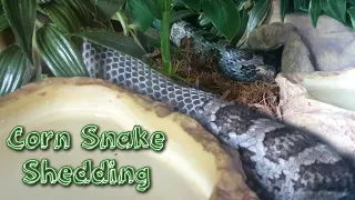 Corn Snake Shedding Skin