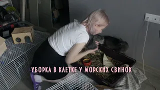 уборка в клетке у морских свинок♥