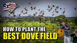 How To Plant The Best Dove Field / Sunflowers For Dove Hunting Part 1