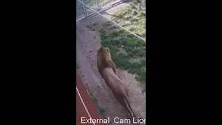 Footage of Taronga Zoo lion escape released