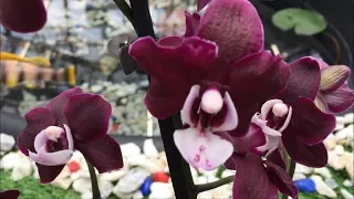 Уценка сортовых орхидей в Бауцентре от 99 руб. а на витрине  появилась  Каода ))