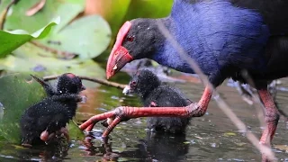 Purple Swamphen with chicks