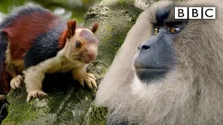 Macaque and Squirrel's hilarious slapping contest | Primates - BBC