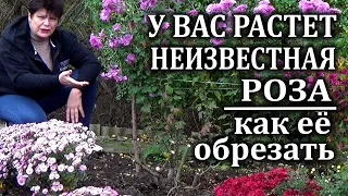 Как обрезать розы если вы не знаете  их сорт, вид,  группу