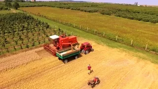 Żniwa 2016 - Pierwszy dzień (pszenica ozima 27.07) DRON