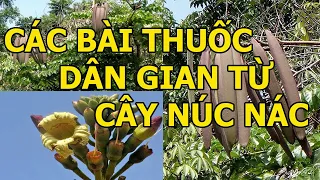 Các Bài Thuốc Dân Gian Từ Cây Núc Nác 0976.836.586