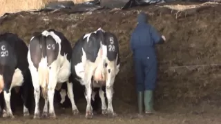 feeding silage to the cows