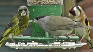 Blackcap Greenfinch Bullfinch and Goldfinch in The Rain on The Peckish Feeder - Best Bird Feeders