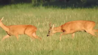 Ruja saren  - krycie i kozły.2022 roe deer rut