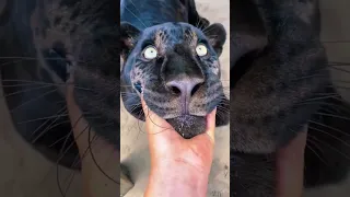 Big Cat Chin Scratches & Boops!  AMAZING #animals