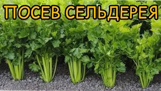 ПОСЕЙТЕ СЕЛЬДЕРЕЙ ПРАВИЛЬНО!