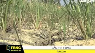 FBNC - 42.000 ha cây trồng bị thiệt hại do hạn hán