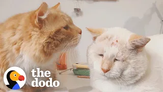 Stray Cats Become Inseparable Once Adopted | The Dodo