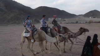 Египет, верблюды