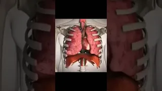 Heart, Lungs and Diaphragm Functioning in Human Body || Anatomy and Physiology