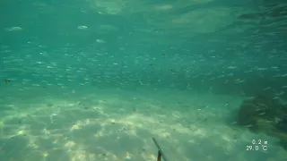 Good Spearfishing morning, Spanish Mackerel - 14/7/23