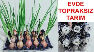 PRATİK FİKİR, HEMEN DENEYİN, YUMURTA KOLİSİ İLE SOĞAN YETİŞTİRME, How To Grow Onions Without Soil