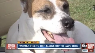 Woman's Bare Hands Stop Gator From Attacking Her Dog - Newsy