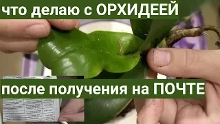 ОРХИДЕИ после ПОЧТЫ - СТРЕСС, ЭПИН, пересадка