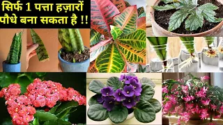सिर्फ Single पत्ते से बनाये हज़ारो अनोखे  पौधे || Top 14 Leaf Propagated Plants / Plants From Leaf