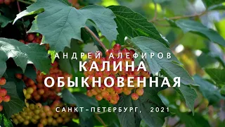 Калина обыкновенная. Алефиров А.Н.