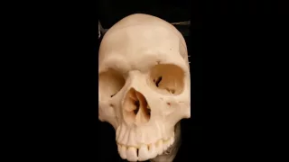 Bones of  Axial skeleton part 1 skull