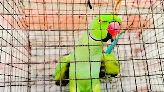 Indian Ringneck parrot talking | parrot | tiya pakhi