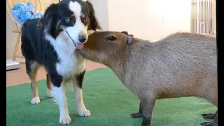 Cute and Funny Capybara Compilation!