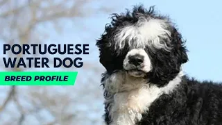 Portuguese Water Dog Breed Profile | Portuguese Water Dog History Price and Behaviour with Kids.